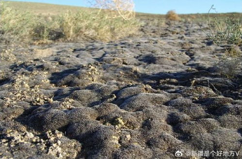 7月7日上海早新聞聚焦新疆環(huán)保新舉措 守護(hù)綠洲，共建美麗中國(guó)